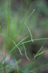 White edge sedge